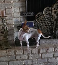 Reunited Male Dog last seen Skyline Dr, Conroe, TX 77301