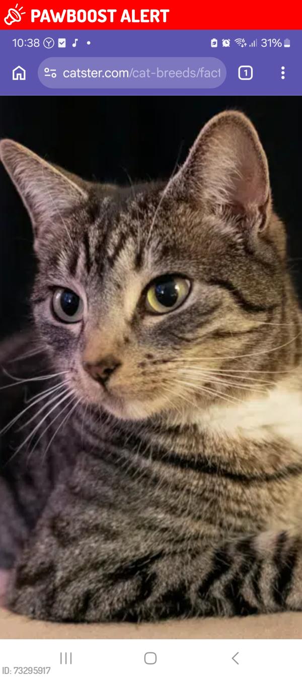 Lost Male Cat last seen Hillfield Avenue ,Bridge way, Greater London, England HA0 4JS