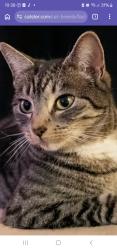 Lost Male Cat last seen Hillfield Avenue ,Bridge way, Greater London, England HA0 4JS