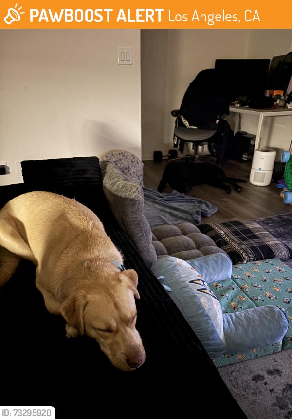 Found/Stray Male Dog last seen Basset st, Los Angeles, CA 91405