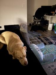 Found/Stray Male Dog last seen Basset st, Los Angeles, CA 91405