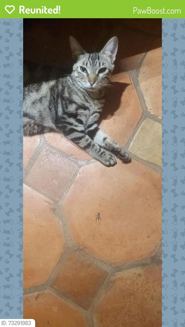 Reunited Female Cat last seen MacArthur, Santa Ana, CA 92707