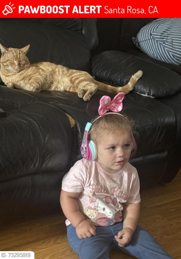 Lost Male Cat last seen Sebastopol road, santa rosa, CA 95407, Santa Rosa, CA 95407