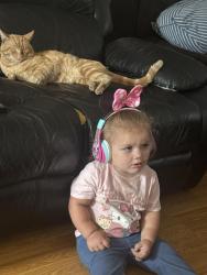 Lost Male Cat last seen Sebastopol road, santa rosa, CA 95407, Santa Rosa, CA 95407