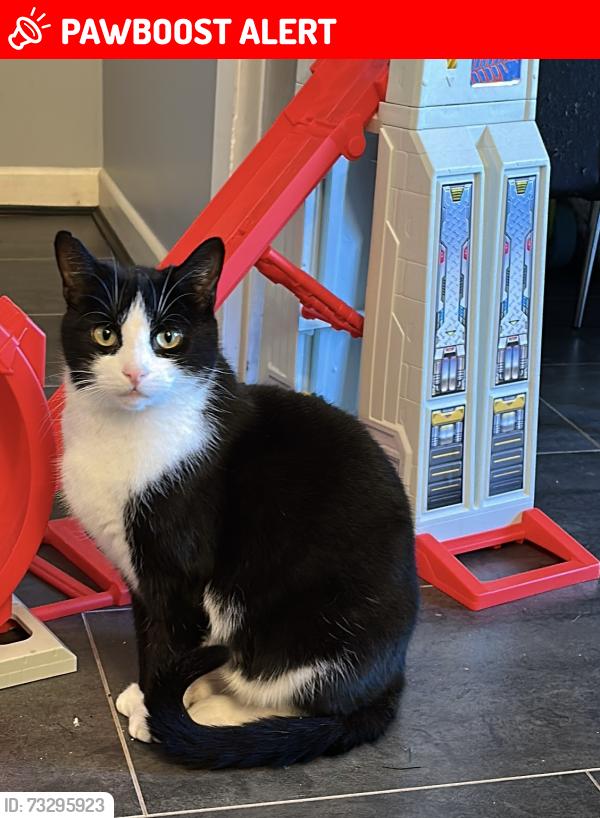 Lost Male Cat last seen Pilling street, Leigh, Greater Manchester, England 