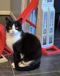 Lost Male Cat last seen Pilling street, Leigh, Greater Manchester, England 