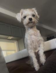 Reunited Male Dog last seen Michigan and McDonald, East Los Angeles, CA 90022