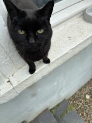 Reunited Female Cat last seen Near Presbyterian church, Ards and North Down, Northern Ireland BT18 0NT