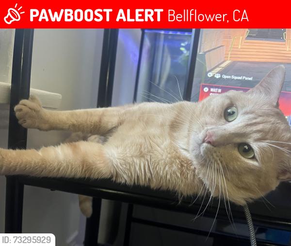Lost Male Cat last seen Church On Clark ave, Bellflower, CA 90706