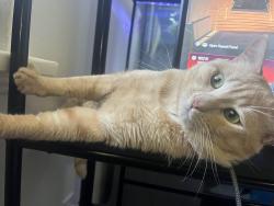 Lost Male Cat last seen Church On Clark ave, Bellflower, CA 90706