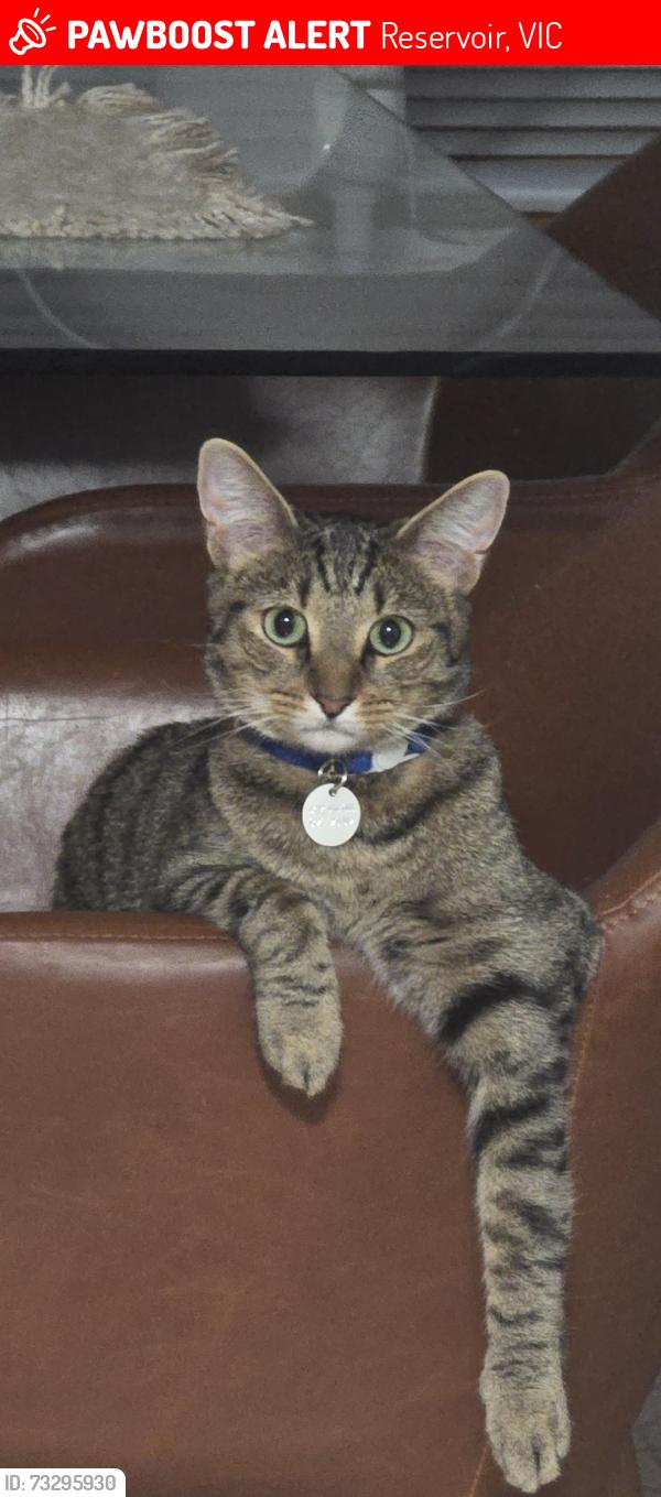 Lost Male Cat last seen Near massey avenue, Reservoir, VIC 3073
