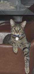 Lost Male Cat last seen Near massey avenue, Reservoir, VIC 3073