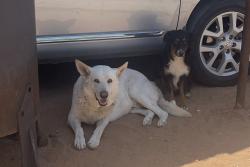 Lost Male Dog last seen Near Odessa College, Judkins Dr and Halley, Odessa, TX 79764