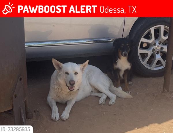Lost Male Dog last seen Near Odessa College, Judkins Dr and Halley, Odessa, TX 79764