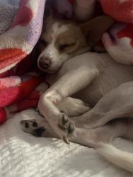 Lost Female Dog last seen Near E 39th Ave 80239, Denver, CO 80239
