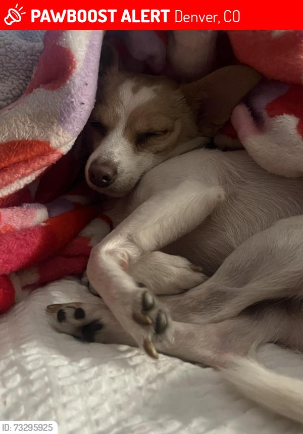 Lost Female Dog last seen Near E 39th Ave 80239, Denver, CO 80239