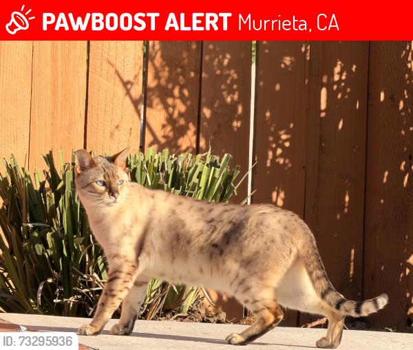Lost Male Cat last seen Los Alamos and Franklin St., Murrieta, CA 92562