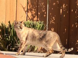 Lost Male Cat last seen Los Alamos and Franklin St., Murrieta, CA 92562