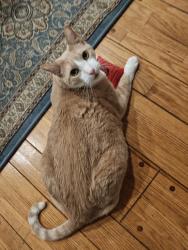 Reunited Male Cat last seen Roses and Doyle, San Gabriel, CA 91775