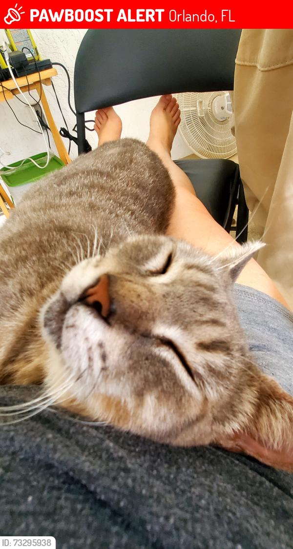 Lost Male Cat last seen Pinemount Dr., Orlando, FL 32819