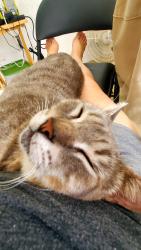 Lost Male Cat last seen Pinemount Dr., Orlando, FL 32819