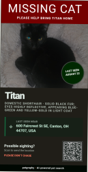 Reunited Male Cat last seen 39th st sw canton, Canton, OH 44706