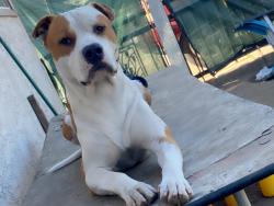 Reunited Male Dog last seen Hazard and ward, Santa Ana, CA 92703