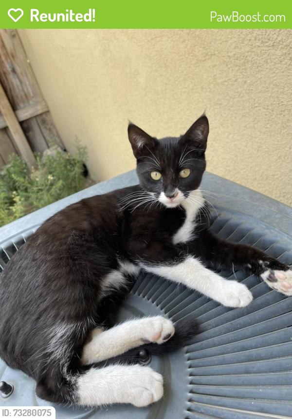Reunited Female Cat last seen Monroe St. and Ouida DR, Riverside, CA 92503
