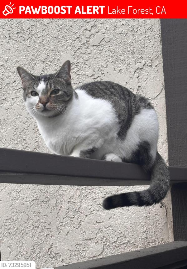 Lost Female Cat last seen Canada and lake forest drive, Lake Forest, CA 92630