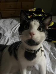 Lost Male Cat last seen by chehalem valley middle school neighborhood area, Newberg, OR 97132