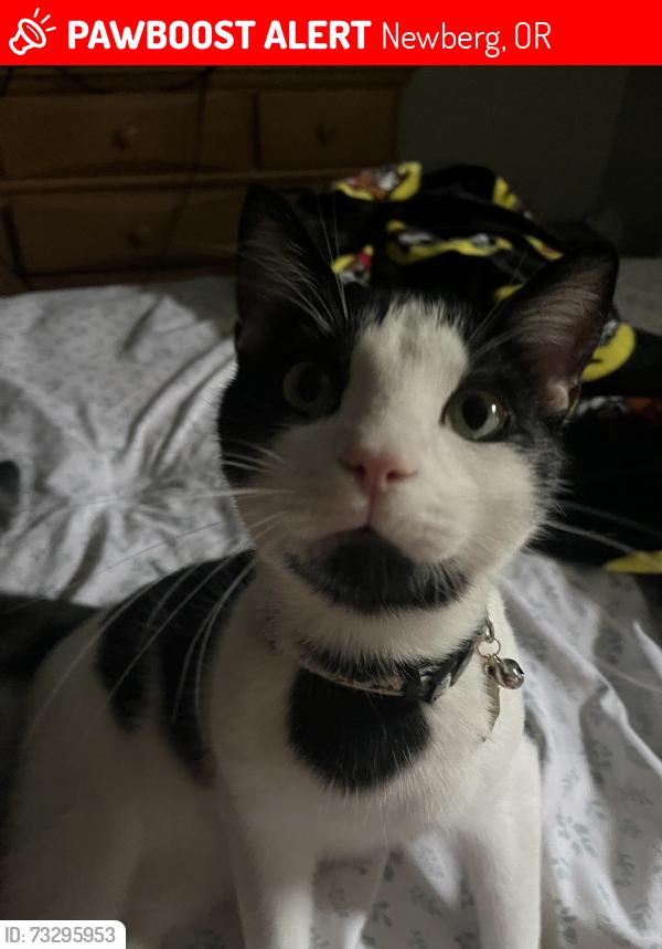 Lost Male Cat last seen by chehalem valley middle school neighborhood area, Newberg, OR 97132