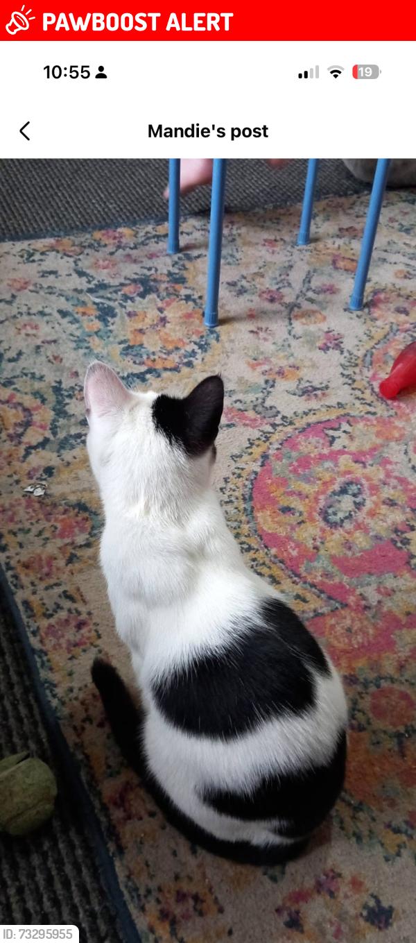 Lost Male Cat last seen St saviours church, Nottinghamshire, England 