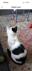Lost Male Cat last seen St saviours church, Nottinghamshire, England 