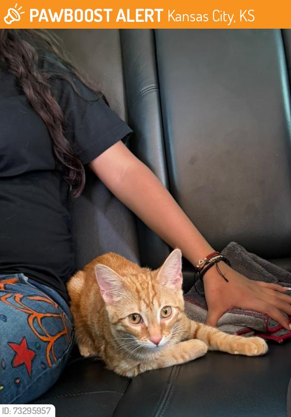 Found/Stray Female Cat last seen Near Barnett ave, Kansas City, Ks, Kansas City, KS 66102