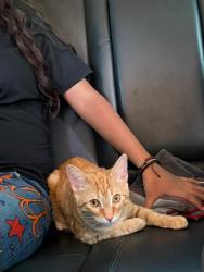 Found/Stray Female Cat last seen Near Barnett ave, Kansas City, Ks, Kansas City, KS 66102