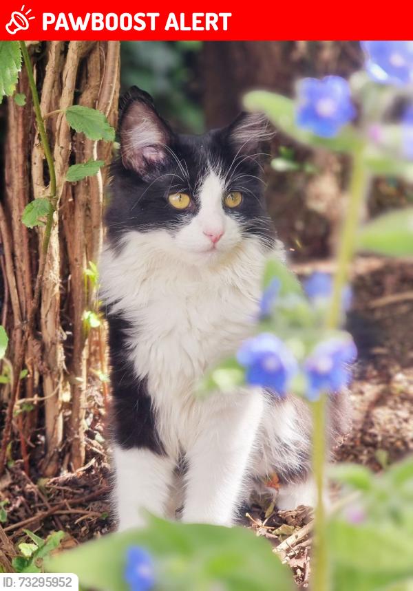 Lost Female Cat last seen Rampton Road, Cottenham, Cottenham, England CB24 8TJ