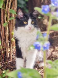 Lost Female Cat last seen Rampton Road, Cottenham, Cottenham, England CB24 8TJ
