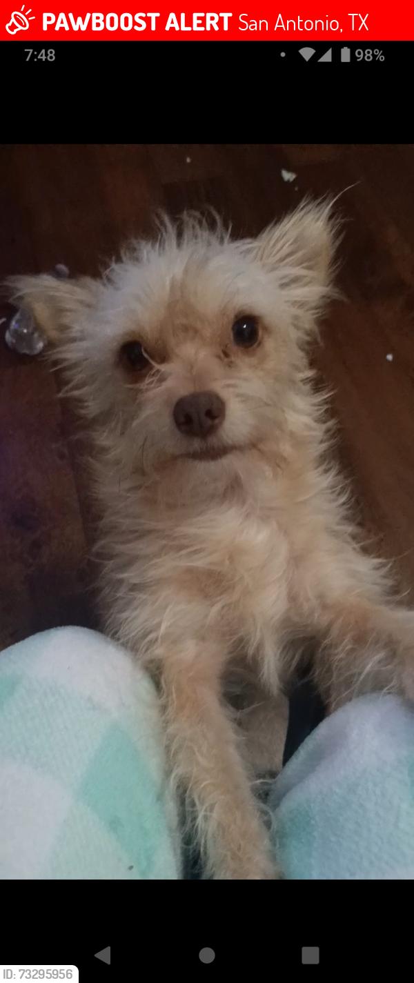 Lost Male Dog last seen Viendo St, West Ave, San Antonio, TX 78201
