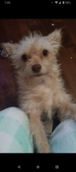 Lost Male Dog last seen Viendo St, West Ave, San Antonio, TX 78201