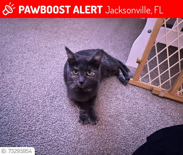 Lost Female Cat last seen Sable Creek Subdivision, Jacksonville, FL 32244