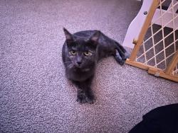Lost Female Cat last seen Sable Creek Subdivision, Jacksonville, FL 32244