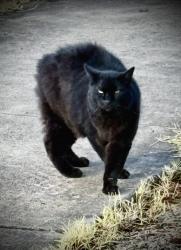 Lost Male Cat last seen Greta & Buckeye, El Cajon, CA 92021