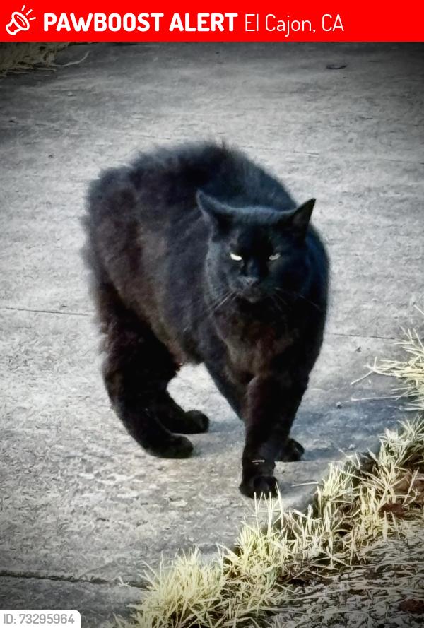 Lost Male Cat last seen Greta & Buckeye, El Cajon, CA 92021