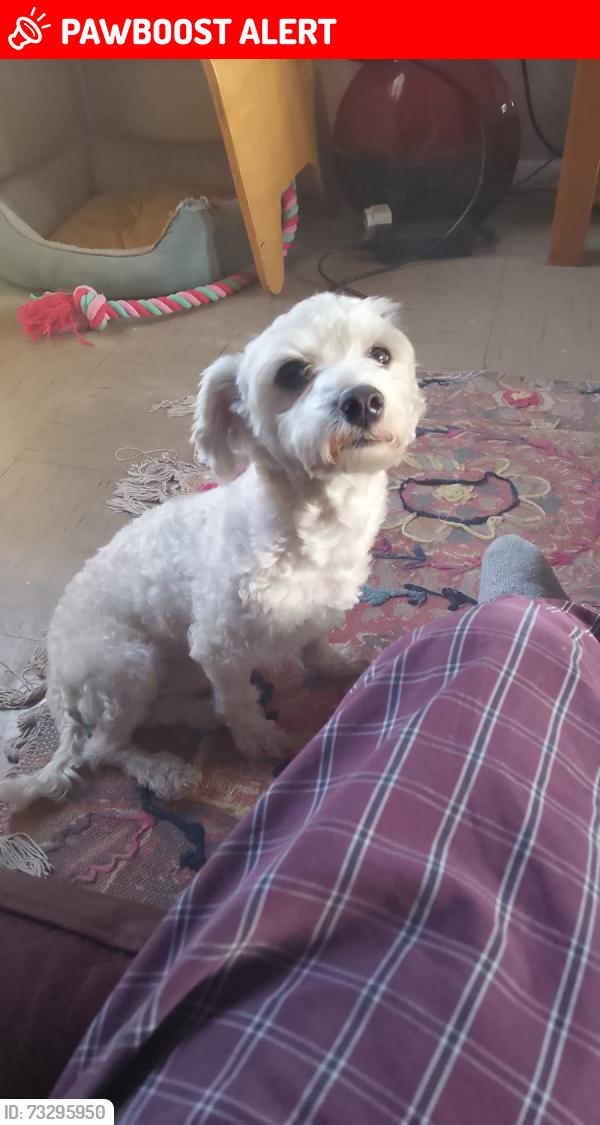 Lost Male Dog last seen St Mary Cray High Street, Saint Mary Cray, England BR5 4BG