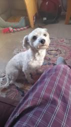 Lost Male Dog last seen St Mary Cray High Street, Saint Mary Cray, England BR5 4BG