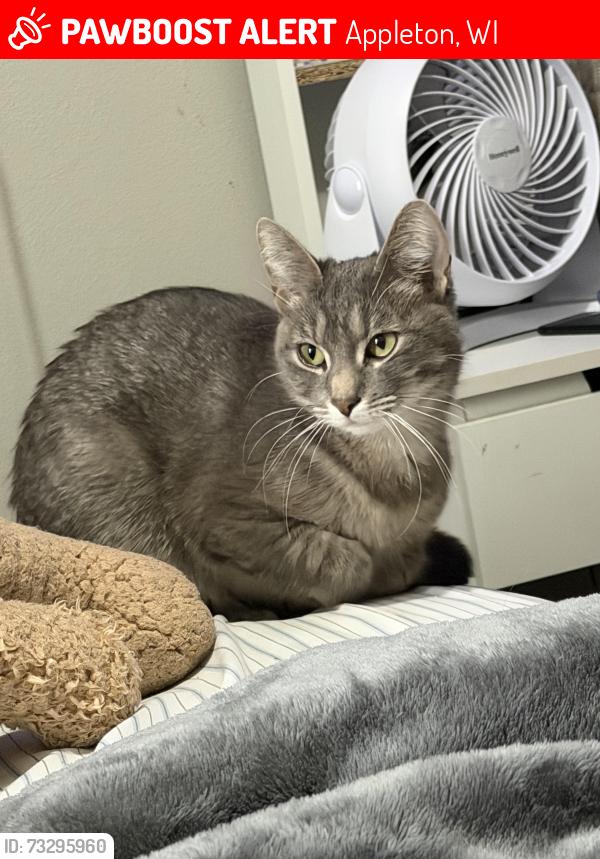 Lost Female Cat last seen Near s outagamie st, Appleton, WI 54914