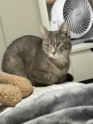 Lost Female Cat last seen Near s outagamie st, Appleton, WI 54914