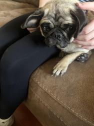 Found/Stray Female Dog last seen Long point and Bingle, Houston, TX 77055