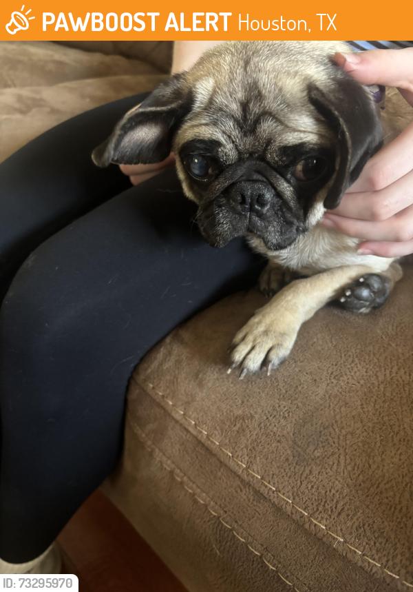 Found/Stray Female Dog last seen Long point and Bingle, Houston, TX 77055