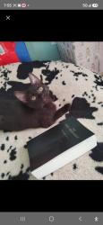 Lost Female Cat last seen Near Tucker valley rd, Tucker, GA 30084